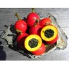 Price: €2.45 - Dummela - Bitter vattenmelon frön (Gymnopetalum integrifolium) - Seeds Gallery