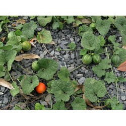 Dummela - Bittere Wassermelonen Samen (Gymnopetalum integrifolium)