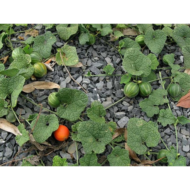 Price: €2.45 - Dummela - Bitter vattenmelon frön (Gymnopetalum integrifolium) - Seeds Gallery