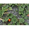 Price: €2.45 - Dummela - Bittere Wassermelonen Samen (Gymnopetalum integrifolium) - Seeds Gallery