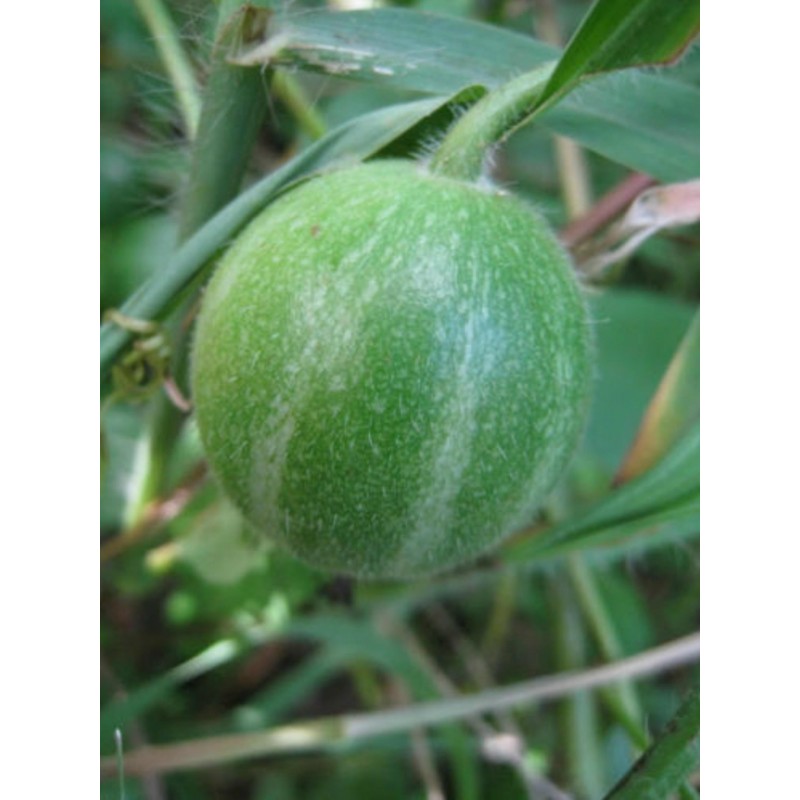 Price: €2.45 - Dummela – Gorka Lubenica Seme (Gimnopetalum integrifolium) - Seeds Gallery