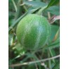 Price: €2.45 - Dummela - Bitter vattenmelon frön (Gymnopetalum integrifolium) - Seeds Gallery