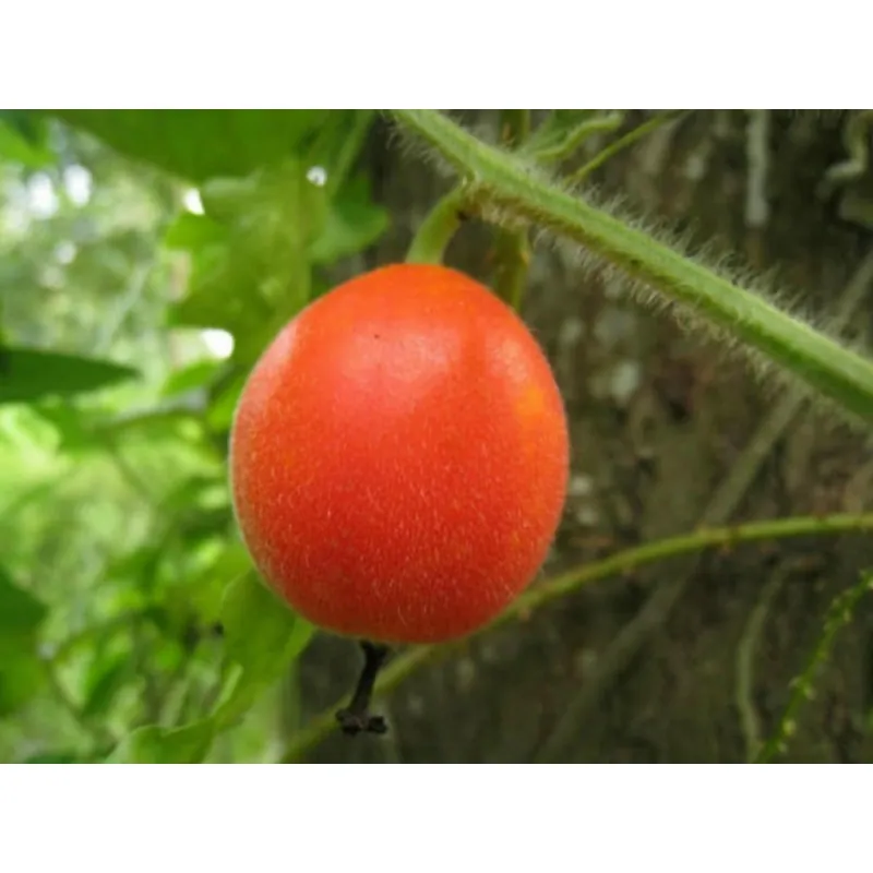 Semi di Dummela - anguria amarognolo (Gymnopetalum integrifolium)
