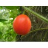 Price: €2.45 - Dummela - Bitter vattenmelon frön (Gymnopetalum integrifolium) - Seeds Gallery