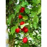 Price: €2.45 - Dummela - Bitter vattenmelon frön (Gymnopetalum integrifolium) - Seeds Gallery