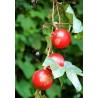 Price: €2.45 - Dummela - Bittere Wassermelonen Samen (Gymnopetalum integrifolium) - Seeds Gallery
