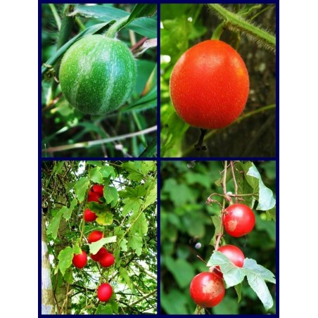 Price: €2.45 - Dummela - Bitter Watermelon Seeds (Gymnopetalum integrifolium) - Seeds Gallery