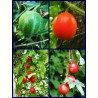 Price: €2.45 - Dummela - Bitter vattenmelon frön (Gymnopetalum integrifolium) - Seeds Gallery