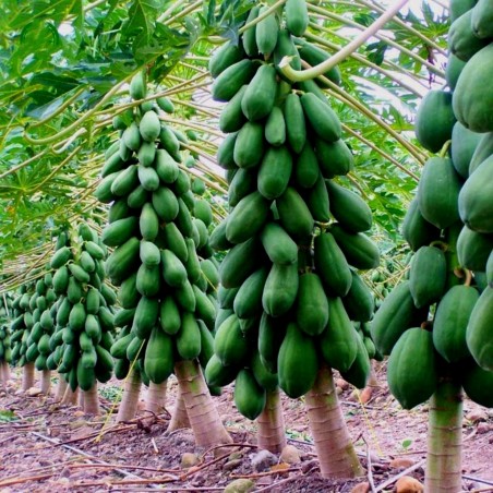 Price: €3 - Indijska Patuljasta Papaja Seme - Mini Papayas, pawpaw -