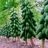 Indian Dwarf Papaya Semințe