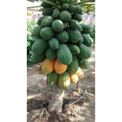 Indische Zwerg Papaya Samen - Paw Paw Mini