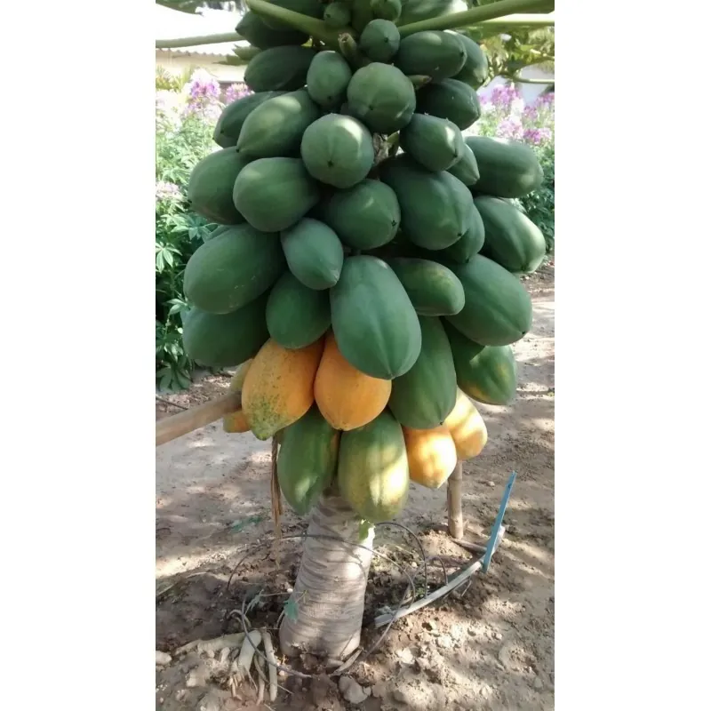 Indian Dwarf Papaya Semințe