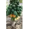 Indian Dwarf Papaya Semințe