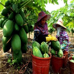 Semillas de papaya enana de la India - 2.7