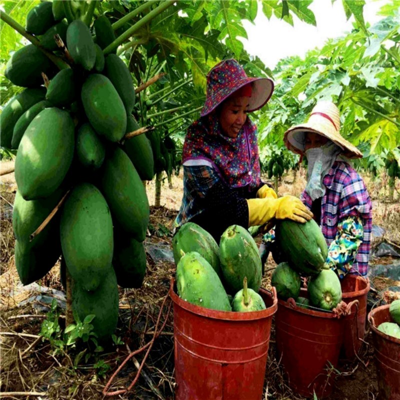 Indijska Patuljasta Papaja Seme - Mini Papayas, pawpaw