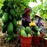 Indian Dwarf Papaya Semințe