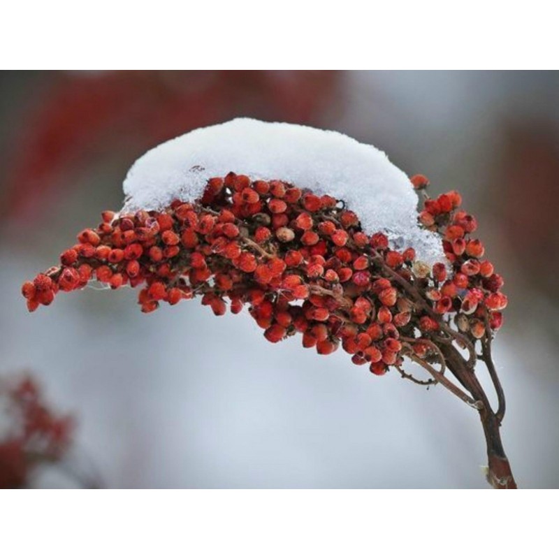 Sichuanpeppar Fröer (Zanthoxylum simulans) | 2,75 €
