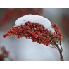 Secuanski Biber Seme (Zanthoxylum simulans)