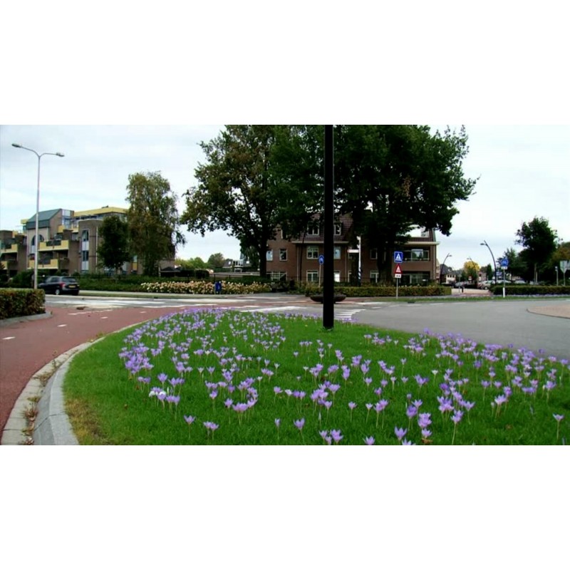 Price: €1.75 - Meadow Saffron Seeds (Autumn crocus) - 