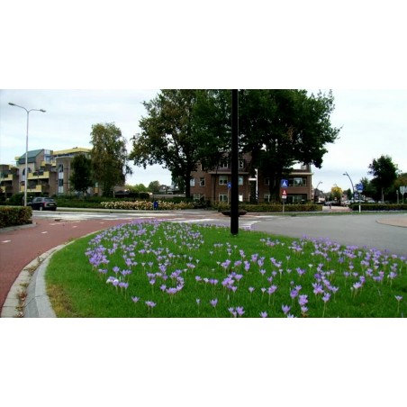 Price: €1.75 - Meadow Saffron Seeds (Autumn crocus) -