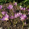 Price: €1.75 - Meadow Saffron Seeds (Autumn crocus) - 