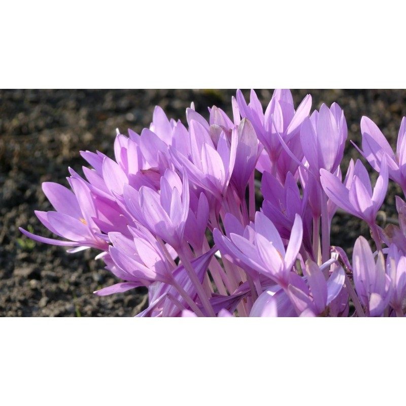 Price: €1.75 - Meadow Saffron Seeds (Autumn crocus) - 
