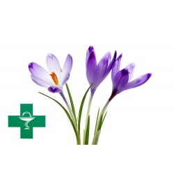 Price: €1.75 - Meadow Saffron - Mrazovac Seme (Autumn crocus) - 