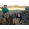 Price: €3.95 - Semillas Rábano Rusticano (Armoracia rusticana) - Seeds Gallery