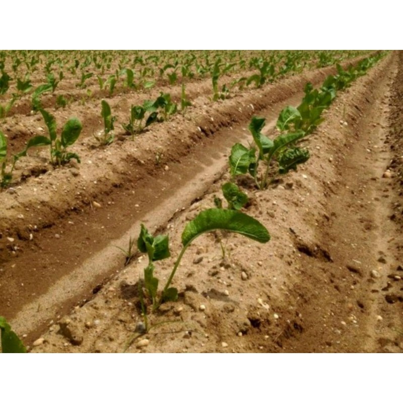 Price: €3.95 - Graines de Raifort champêtre (Armoracia rusticana) - Seeds Gallery