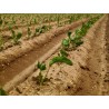 Price: €3.95 - Semillas Rábano Rusticano (Armoracia rusticana) - Seeds Gallery