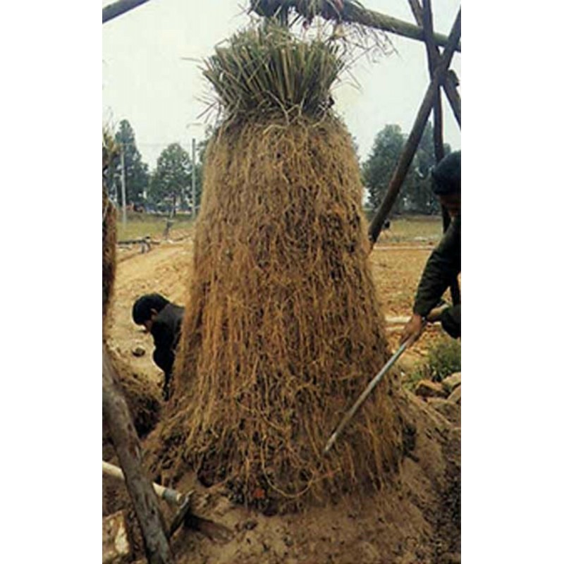 Price: €3.95 - Σπόροι Χρένο ή η Αρμοράκια η αγροτική (Armoracia rusticana) - Seeds Gallery