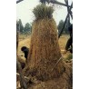 Price: €3.95 - Semi di Barbaforte, Rafano Tedesco - Seeds Gallery