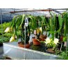 Gelbe Drachenfrucht 100 Samen (Hylocereus undatus)