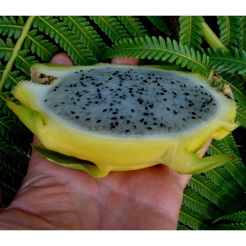 Price: €30 - Dragon Fruit Yellow 100 Seeds - Pitaya (Hylocereus undatus) - 