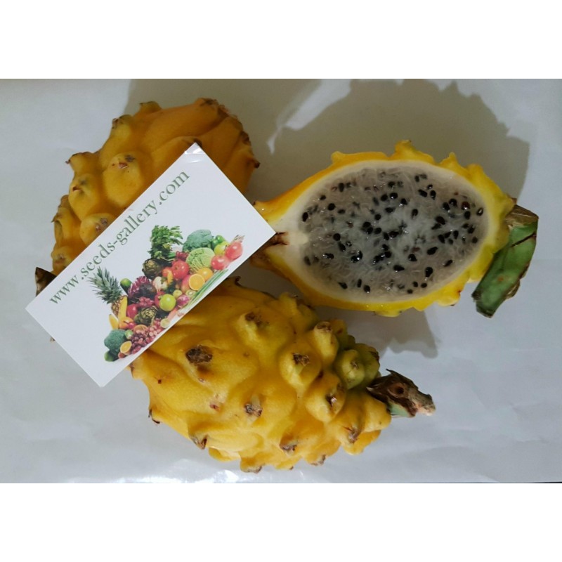 Price: €30 - Dragon Fruit Yellow 100 Seeds - Pitaya (Hylocereus undatus) - 