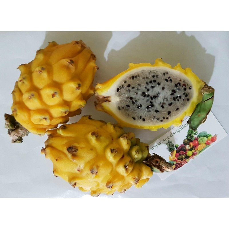 Price: €30 - Dragon Fruit Yellow 100 Seeds - Pitaya (Hylocereus undatus) - 