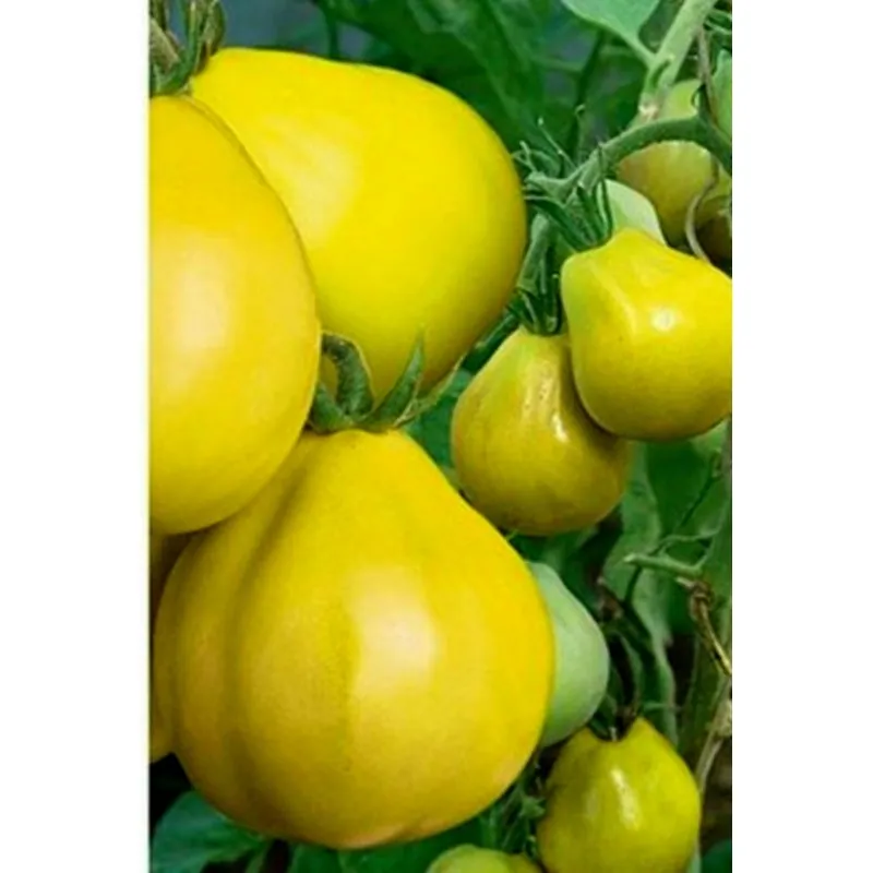 Japanese Yellow Truffle Tomato Seeds