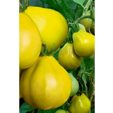 Tomatfrön Gul trffel - Yellow Truffle