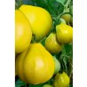 Graines de Tomates Truffe Jaune – Yellow Truffle