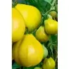 Semillas De Tomate Trufa Amarillo - Yellow Truffle