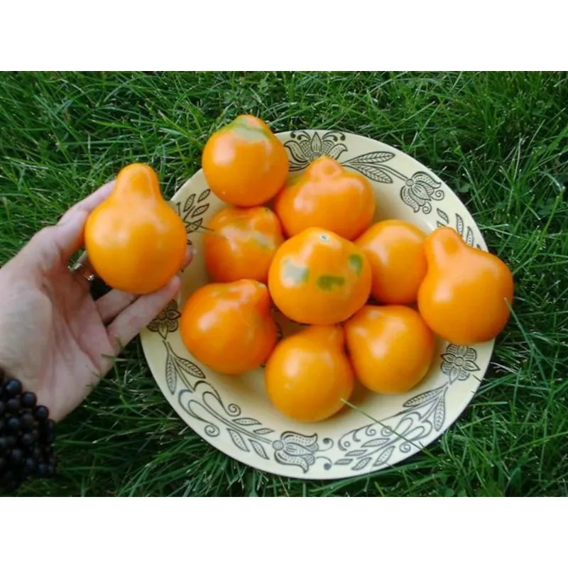Semillas De Tomate Trufa Amarillo - Yellow Truffle