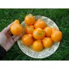 Japanese Yellow Truffle Tomato Seeds | 1,95 €