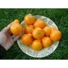 Semillas De Tomate Trufa Amarillo - Yellow Truffle