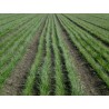Price: €1.55 - Semi di Cipolla D'inverno (Allium fistulosum) - Seeds Gallery