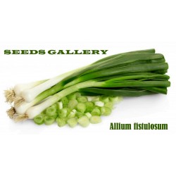 Sementes de Cebolinha Verde Chives (Allium Fistulosum)