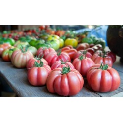 Graines de tomate rose Nervures “Monte Rosa”