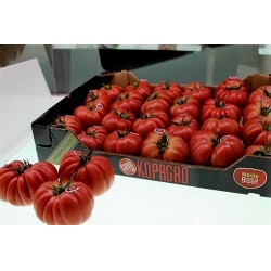 Graines de tomate rose Nervures “Monte Rosa”