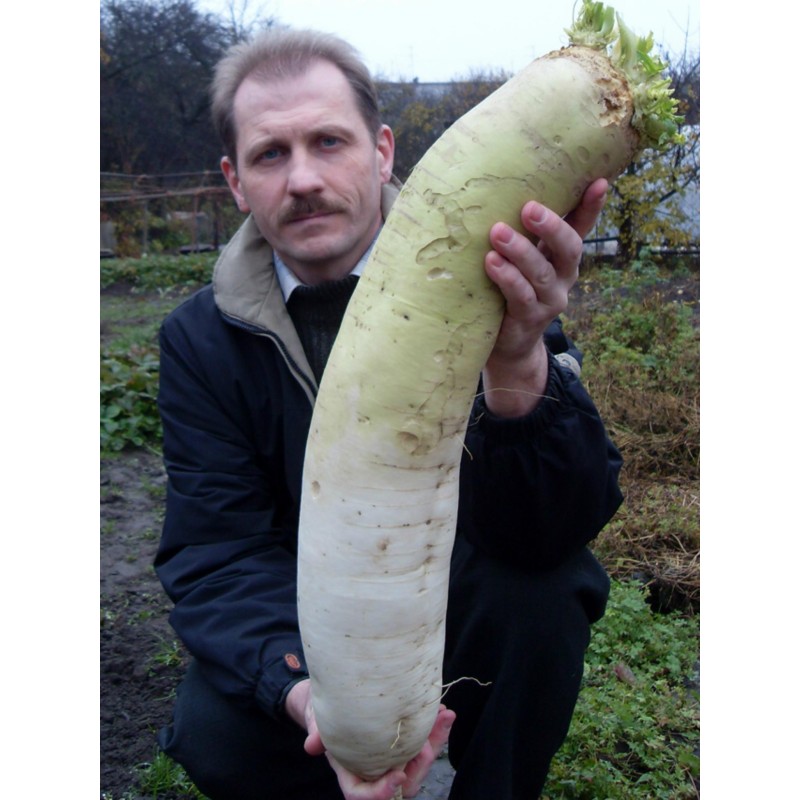 Daikon Riesige Lange japanische Rettich-Samen