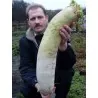 Daikon Dzinovska Duga Bela Japanska Rotkvica Seme
