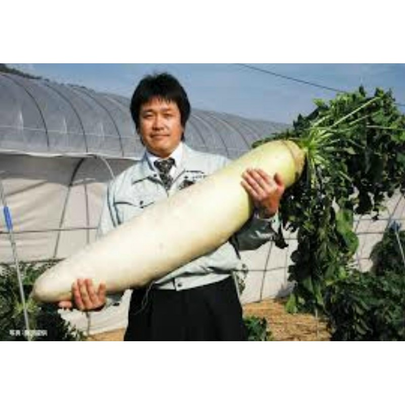Price: €2.35 - Daikon Giant Long Japanese Radish Seeds - Seeds Gallery